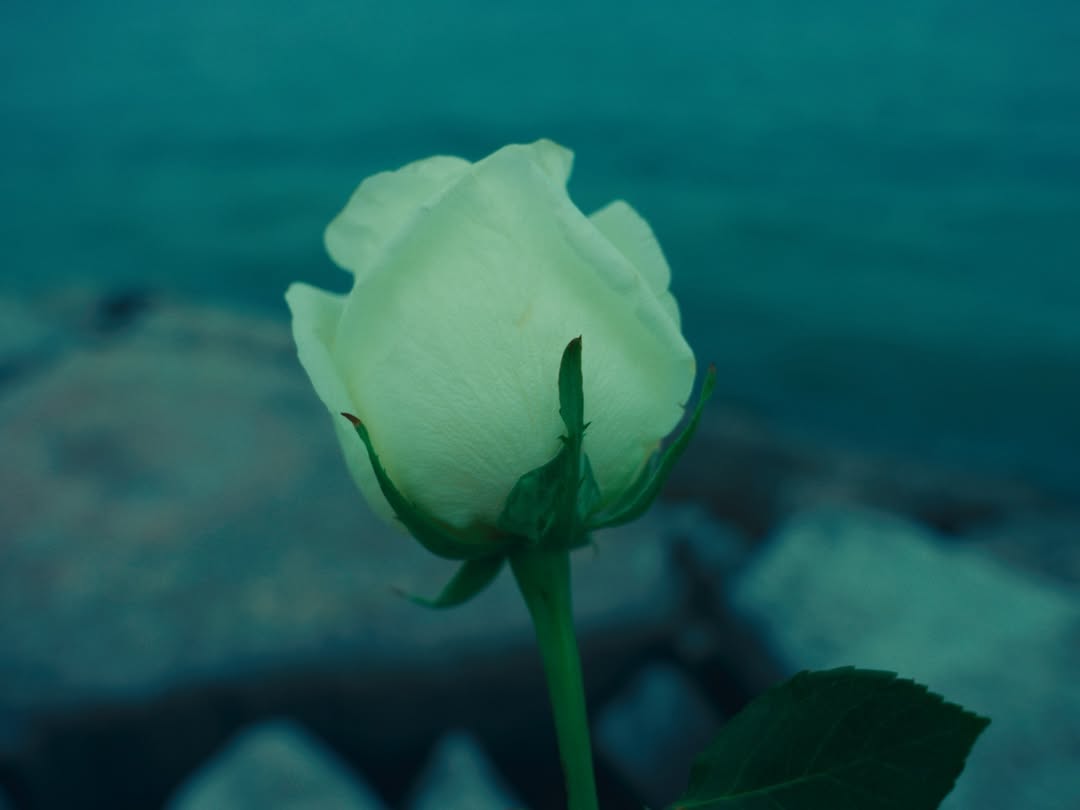 Yaffa still in my heart
🍉♥️
Poem of resistance by @bxdaro
Talent @bxdaro
Shot+edit+color @elmoudia